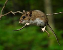 Norway rats — a common pest in Toronto