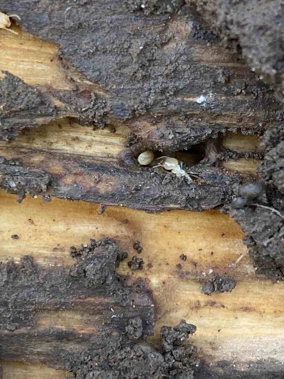 A live subterranean termite inside mud-covered, hollowed-out wood in a Toronto home