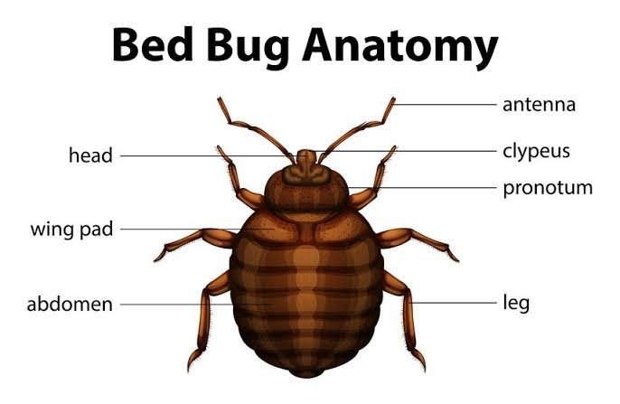 Bed bugs — a common pest in Toronto