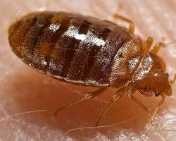Labelled bedbug anatomy — head, antennae, thorax, six legs and abdomen