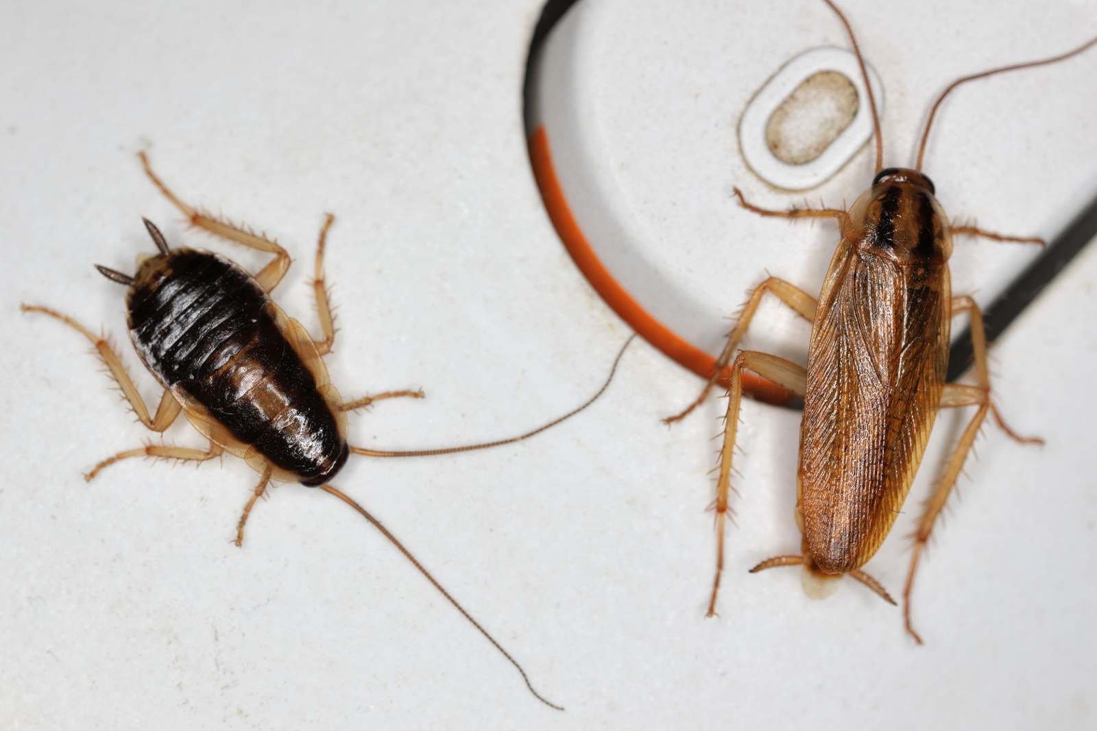 German Cockroach (Blattella germanica)