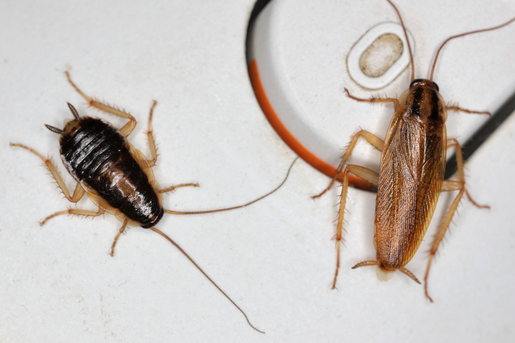 German Cockroach (Blattella germanica)