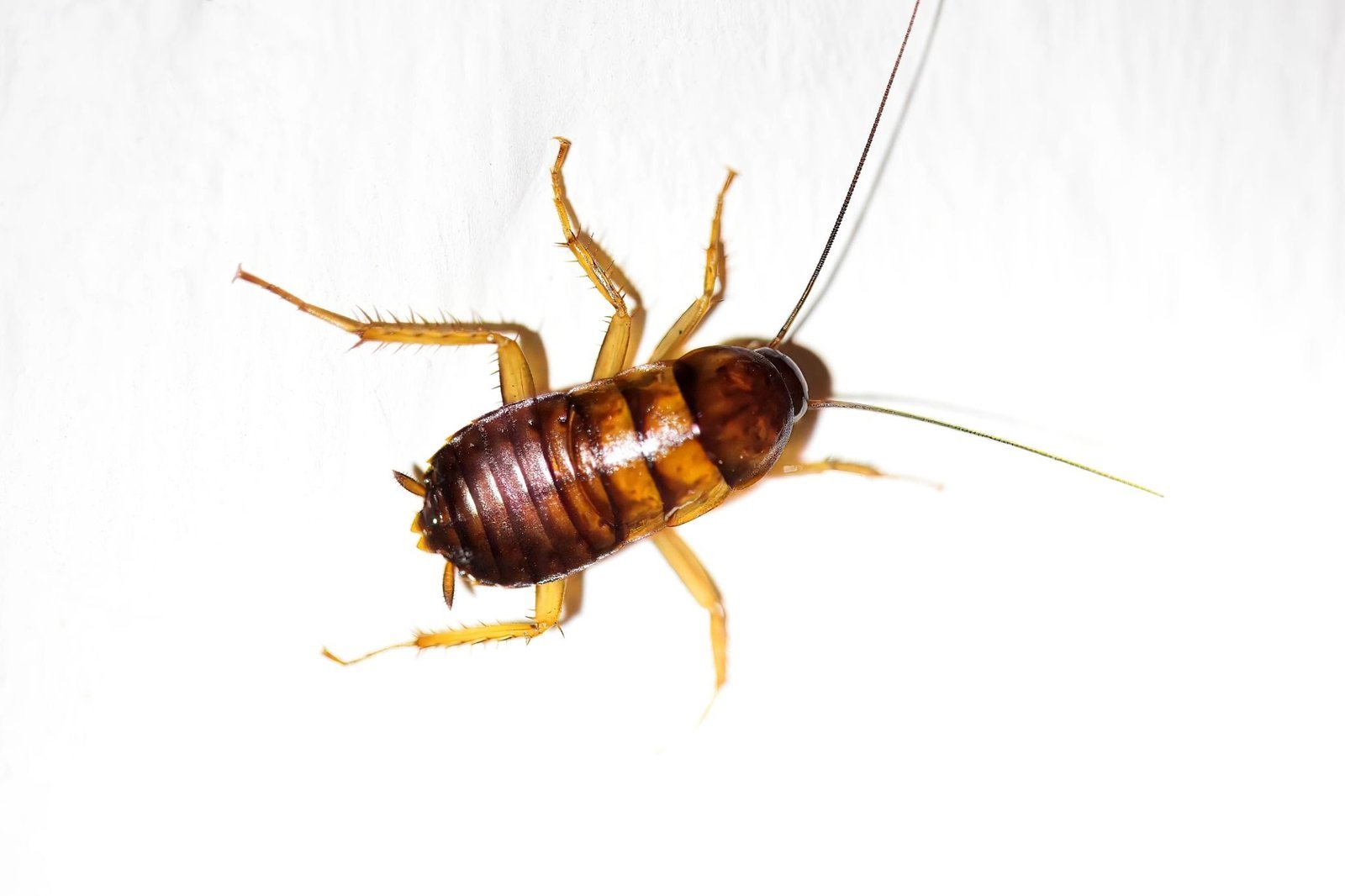 American Cockroach (Periplaneta americana)