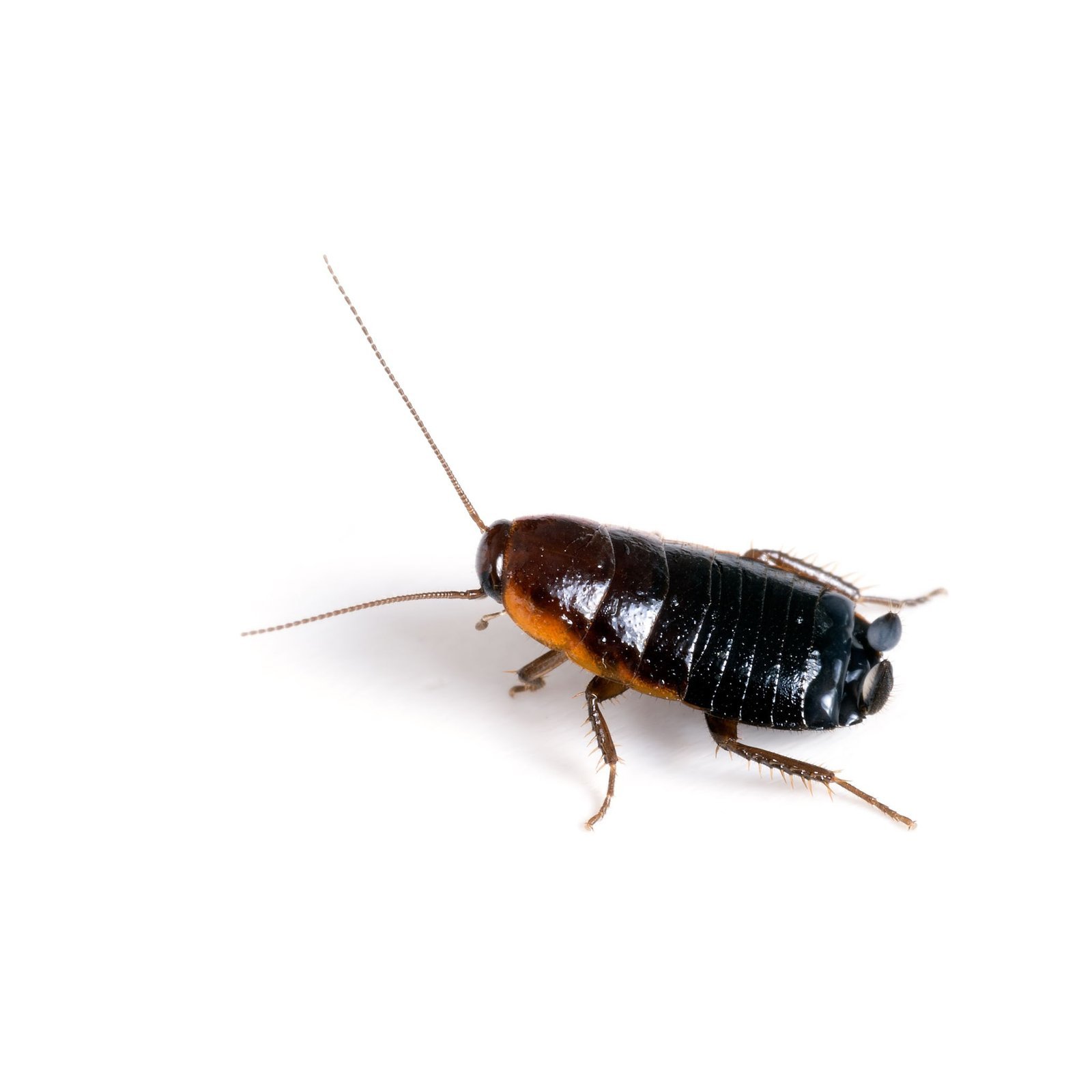Oriental Cockroach (Blatta orientalis)