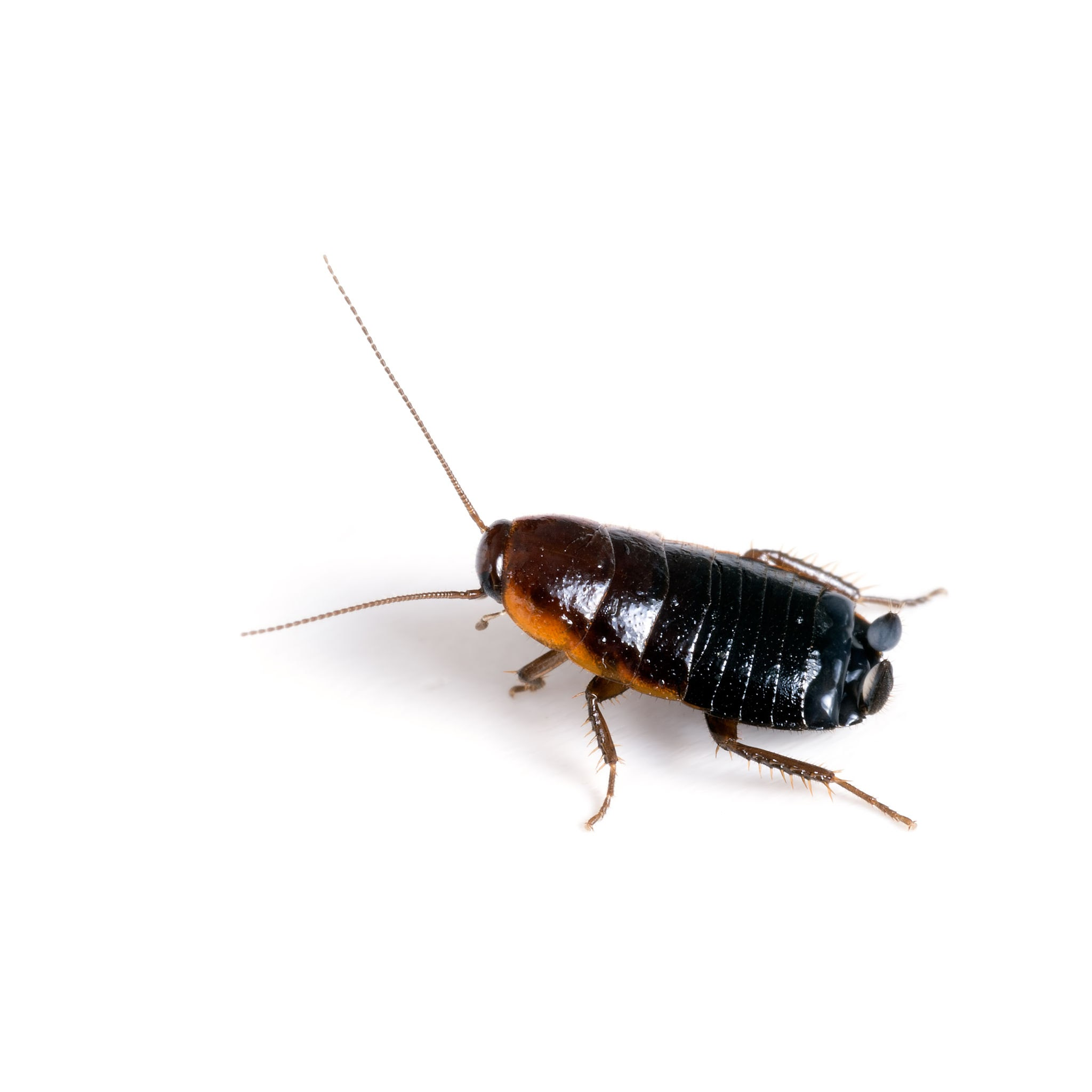Oriental Cockroach (Blatta orientalis)