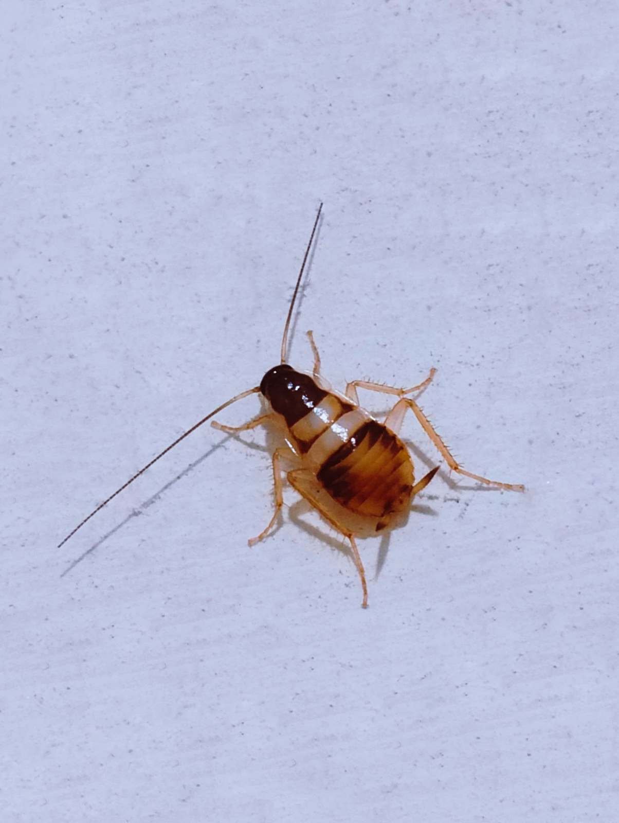 Brown-Banded Cockroach (Supella longipalpa)
