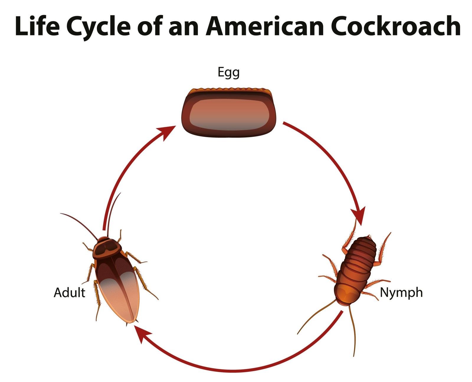 Cockroach life cycle — egg case, nymph and adult