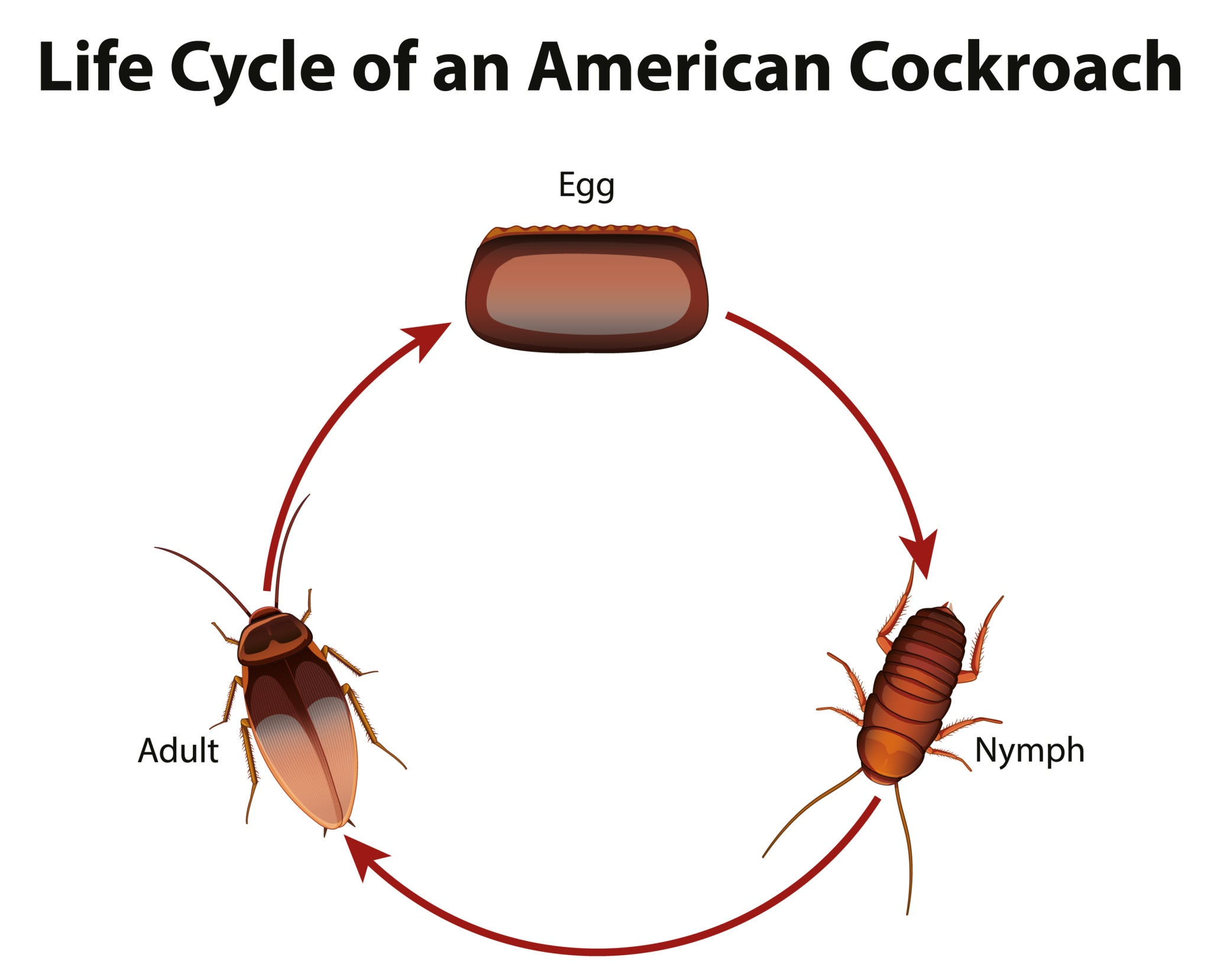 Cockroach life cycle — egg case, nymph and adult