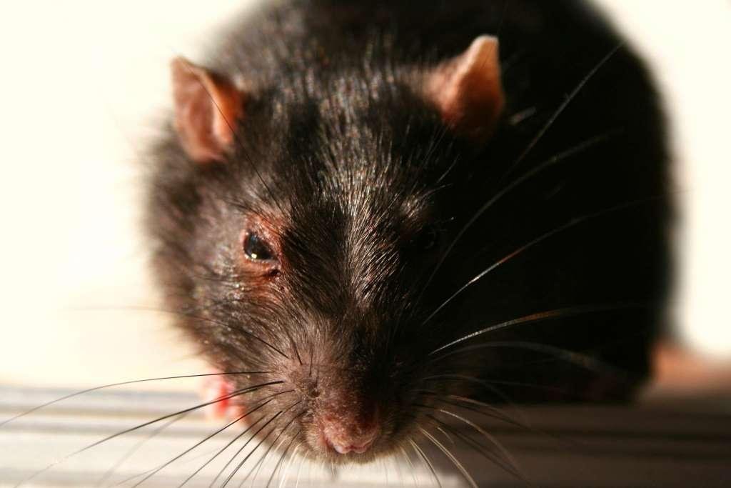 House mice — a common pest in Toronto