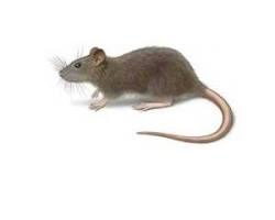 House mice — a common pest in Scarborough