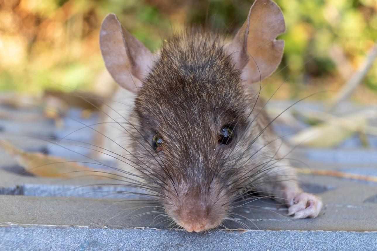 Mouse & Rat Control in Vaughan
