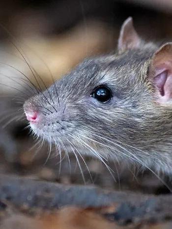 Norway rats — a common pest in Etobicoke