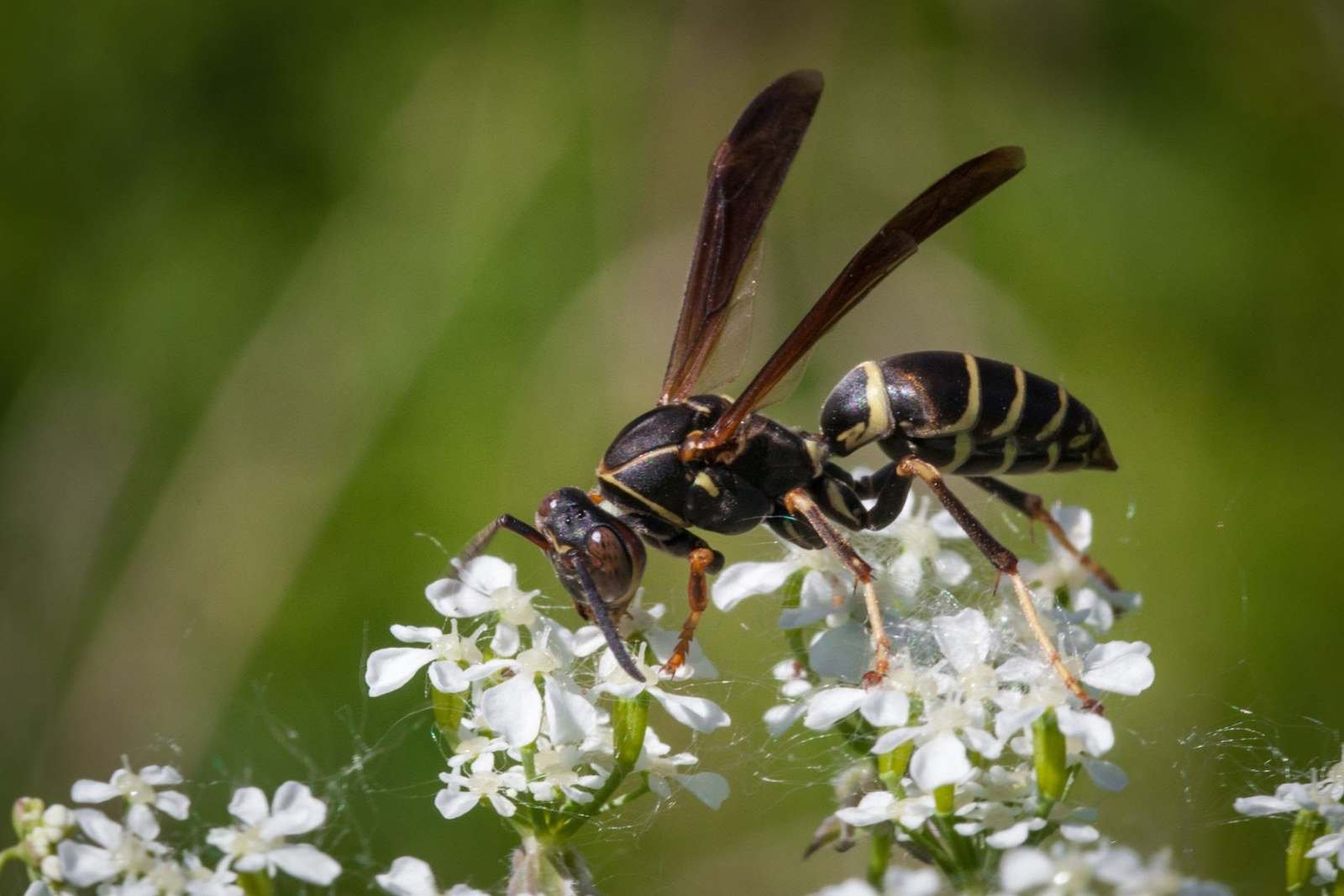 Mud Dauber Nest