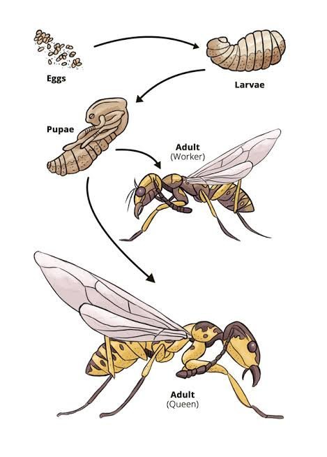 Wasp life cycle — egg, larva, pupa and adult