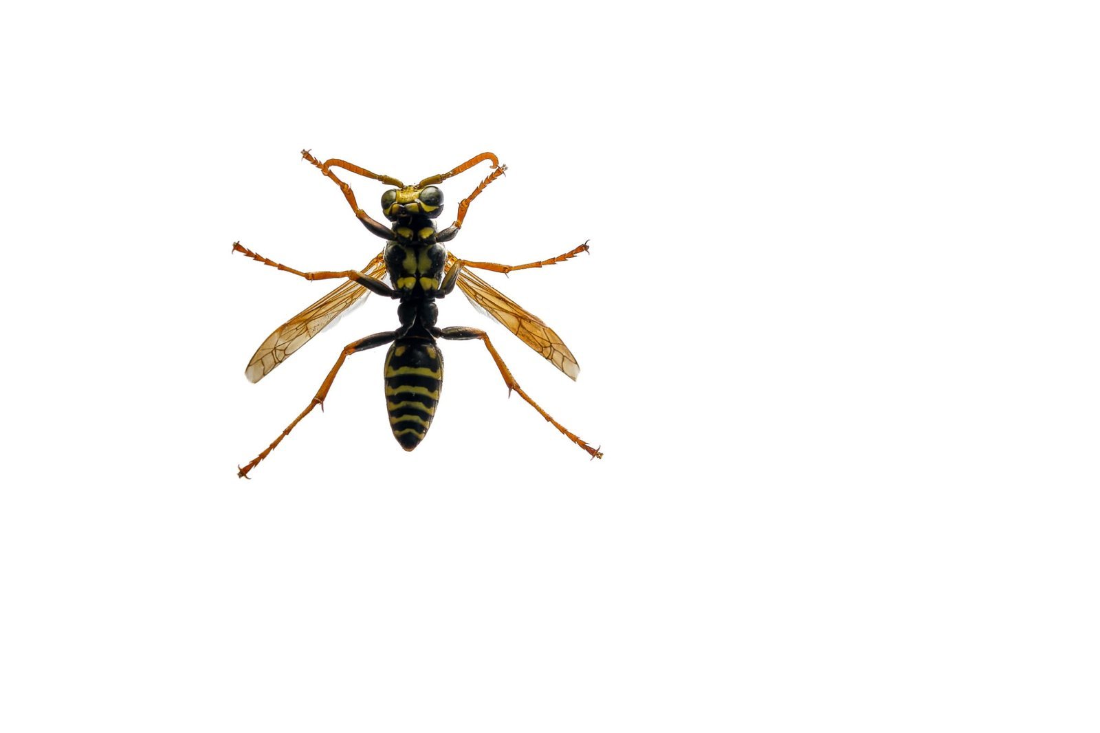Wasp colony members — queen, workers and drones