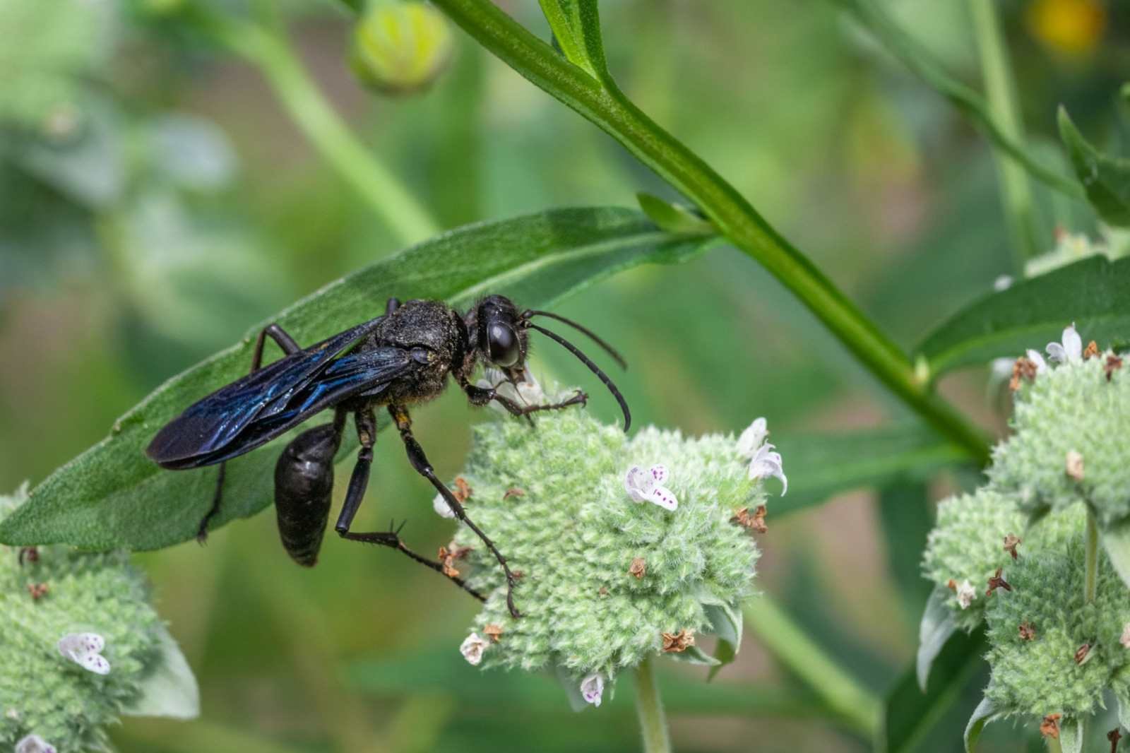 Northern Paper Wasp (Polistes fuscatus)