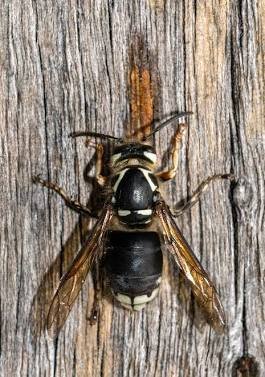 European Paper Wasp (Polistes dominula)