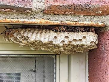 Common Eastern Yellowjacket (Vespula maculifrons)
