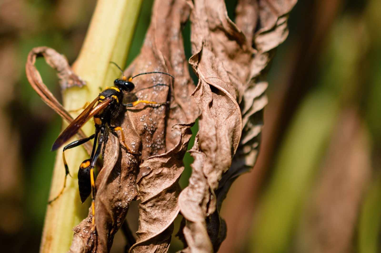 German Yellowjacket (Vespula germanica)