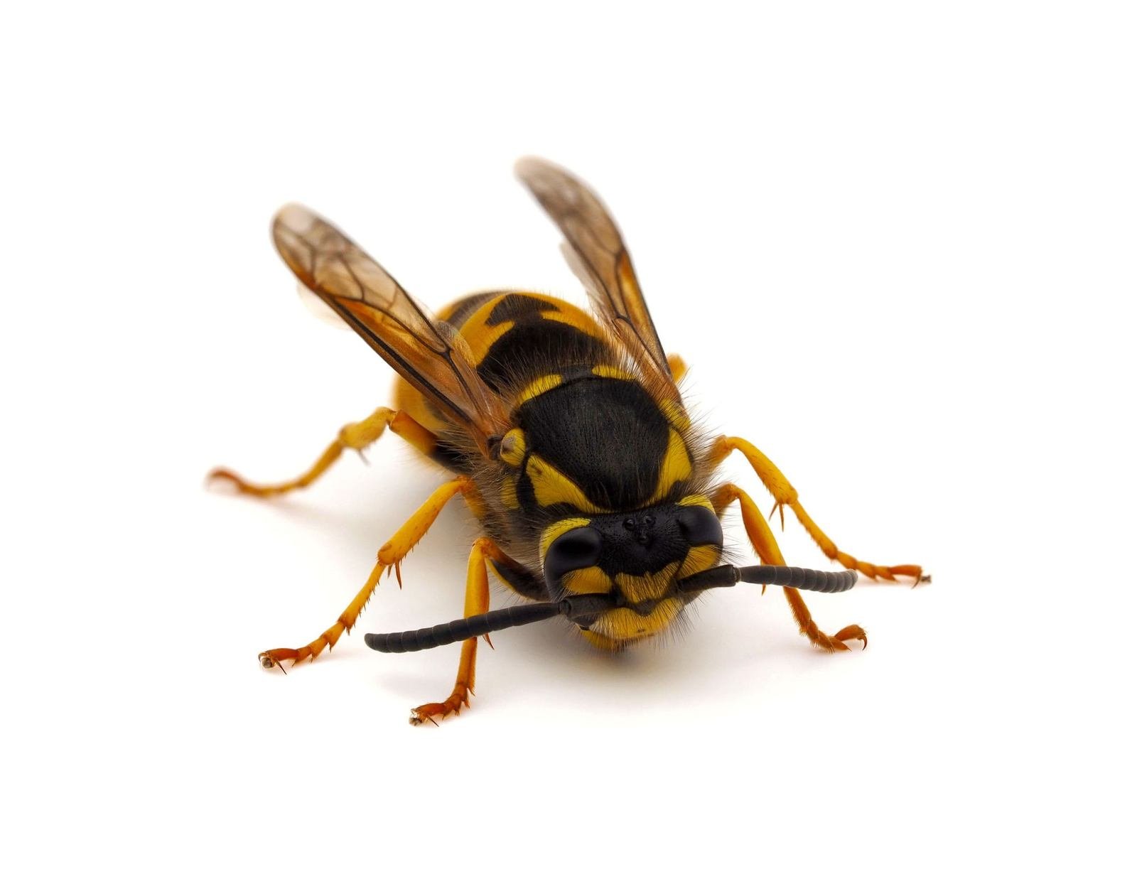 Bald-faced Hornet (Dolichovespula maculata)