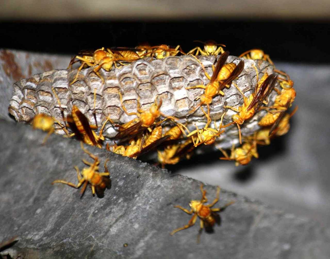 Mud Dauber (Sceliphron species)
