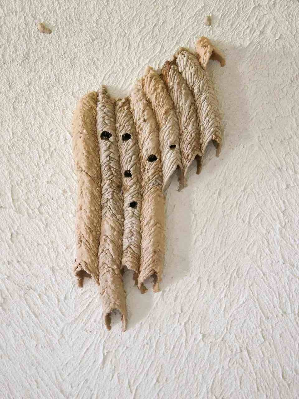 Paper Wasp Nest