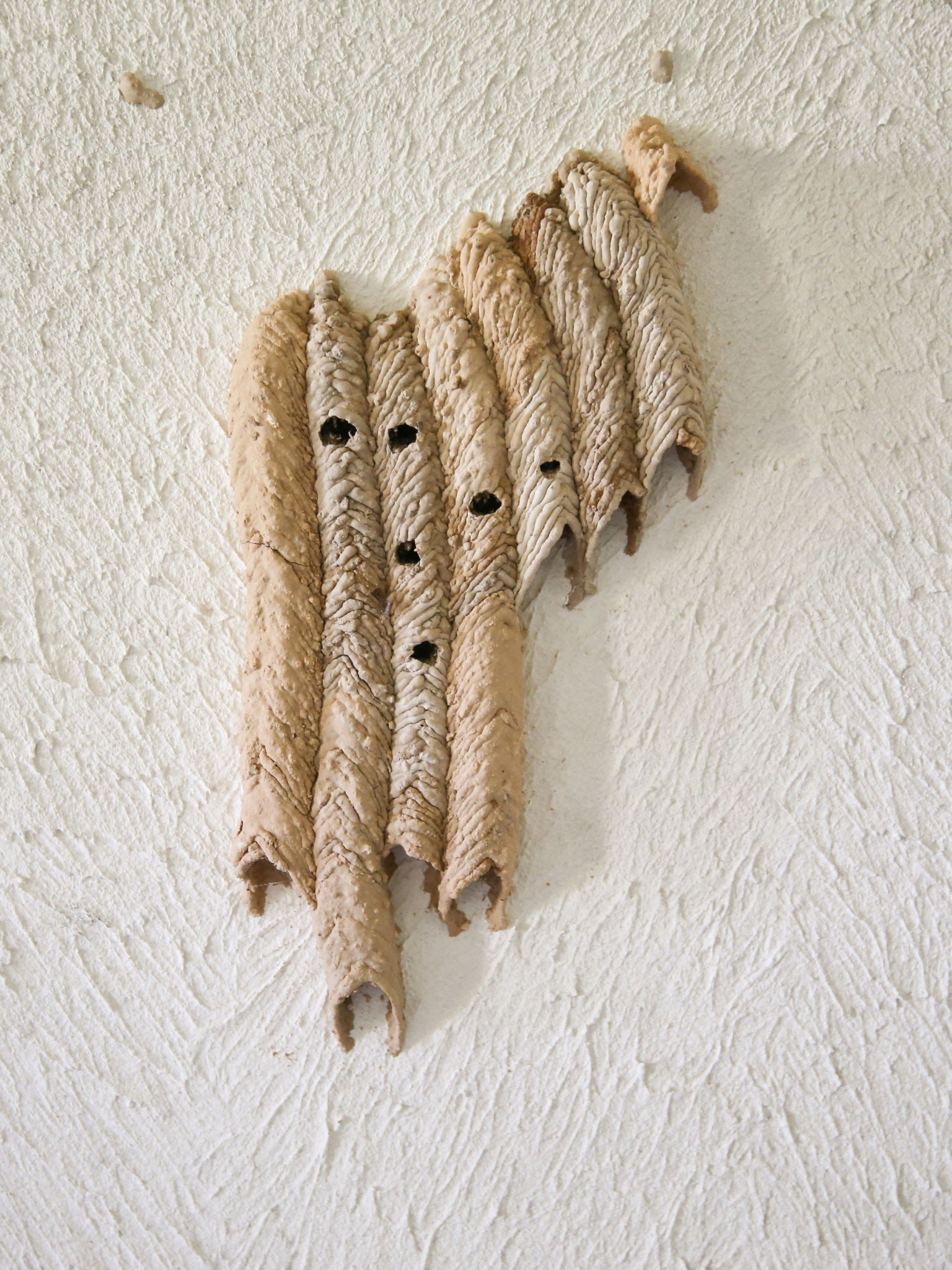 Paper Wasp Nest