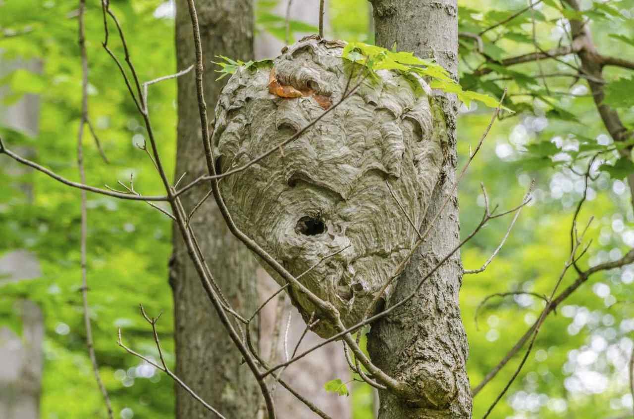 Yellowjacket Nest