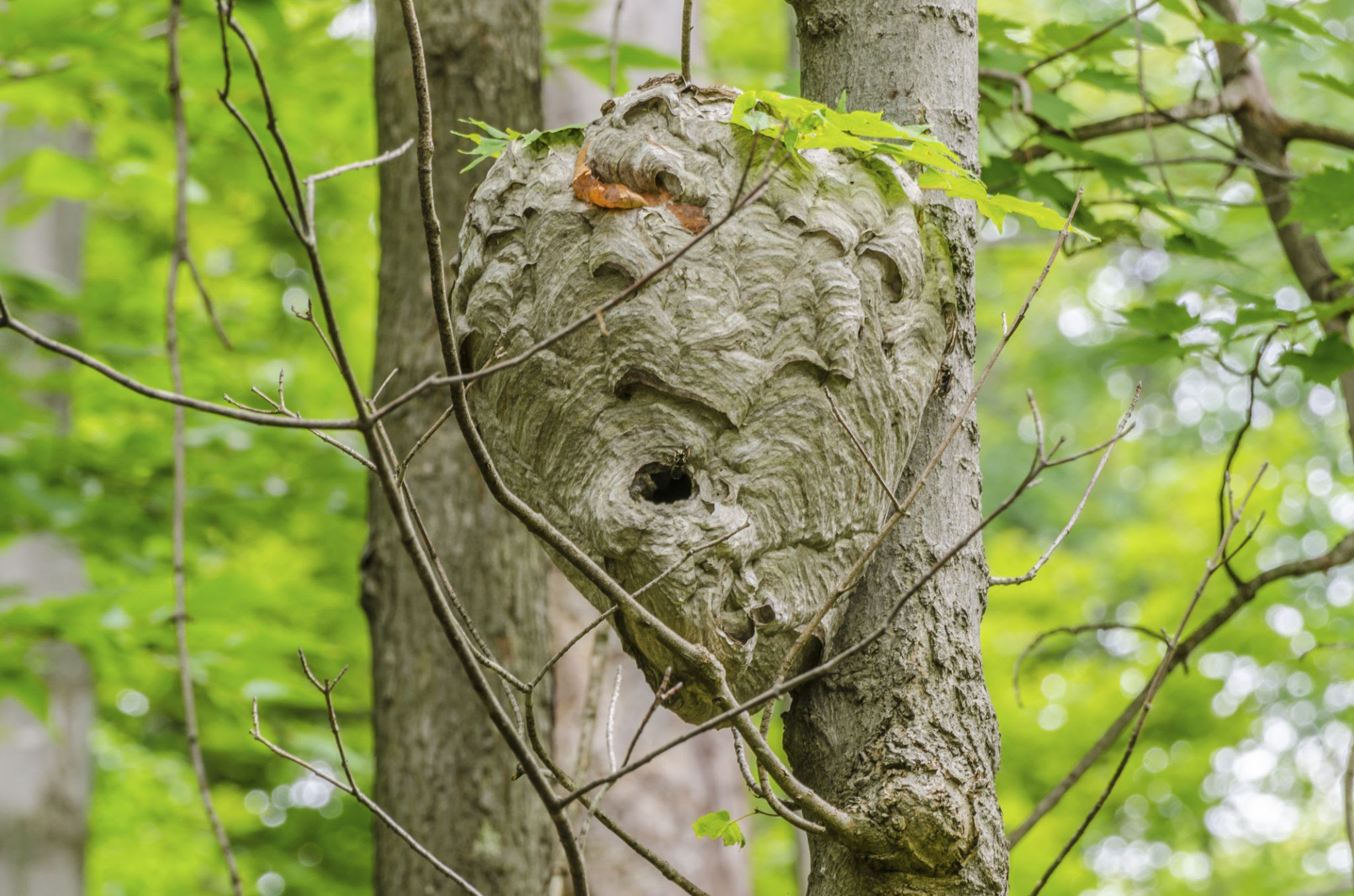 Yellowjacket Nest