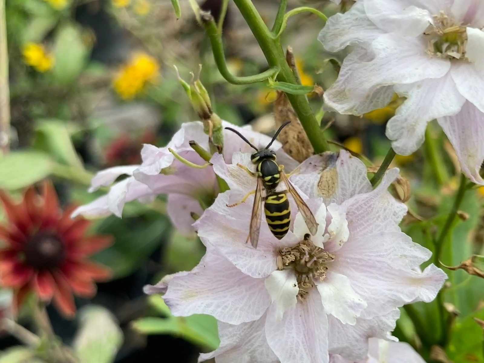 Wasp identification — smooth shiny body with a narrow waist