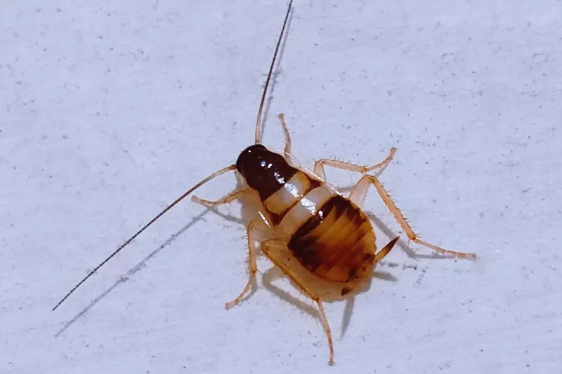 Cockroach control deal: 10% off with free inspection