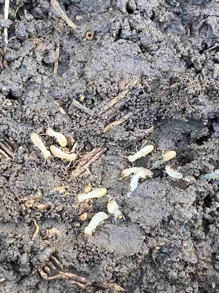 Termites in soil, common in a Toronto spring