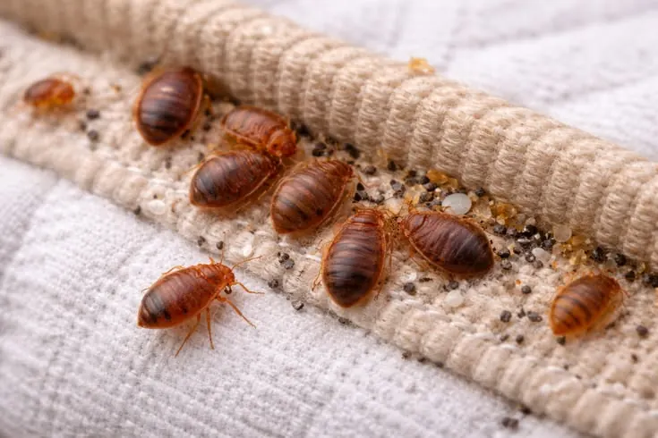 Bed bugs on a mattress seam, treated by Nomore Pest in Toronto
